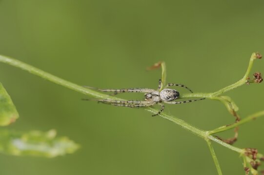 Autumn spider (Metellina segmentata, Meta segmentata), North Rhine-Westphalia, Germany
