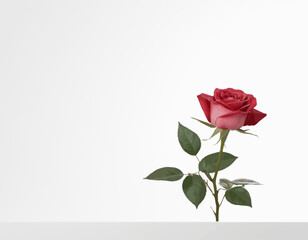 Fototapeta premium Pink rose with white beautiful flower