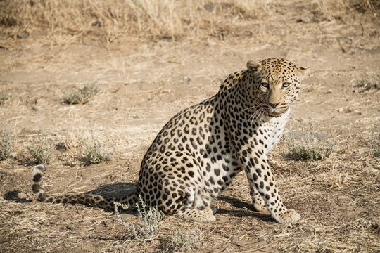 Leopard (Panthera pardus) sitting, near Khomas, Namibia