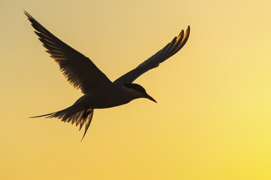 Arctic tern (Sterna paradisaea) in flight, silhouette, sunset, , T&ouml;nning, Schleswig-Holstein, Germany