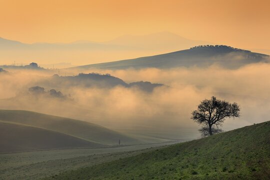 Morning atmosphere in Tuscany, hilly landscape with fog at sunrise, Val d'Orcia, Tuscany, Italy