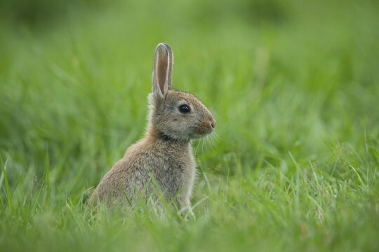 European rabbit (Oryctolagus cuniculus) sitting in a meadow, attentive, pointed ears, Lower Saxony, Germany