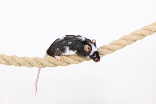 Fancy Mouse balancing on a rope, a domesticated form of the House Mouse (Mus musculus)