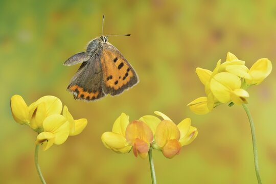 Small copper (Lycaena phlaeas) in flight on the flowers of the horseshoe vetch (Hippocrepis comosa)