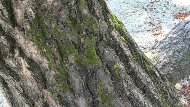 松と苔のクローズアップ　ゆる散歩