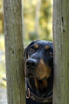 Brandel Bracke hunting-dog hound looking through wooden fence garden