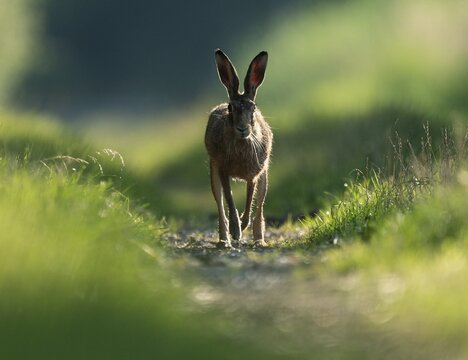 European hare (Lepus europaeus) running on a field path, wildlife, Lower Saxony, Germany