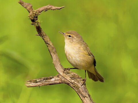 Common Chiffchaff (Phylloscopus collybita) or common chiffchaff, Hesse, Germany