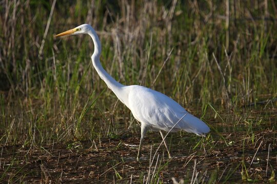 Great Egret (Egretta alba) in eclipse plumage