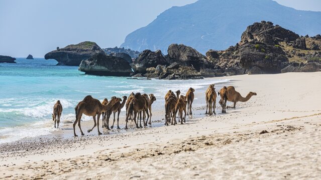 Camels (Camelidae) on the Fazayat beach of Al Hauta, Dhofar Province, Arabian Peninsula, Sultanate of Oman