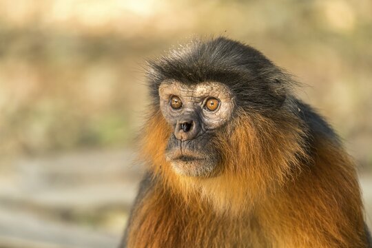 Temminck's red colobus (Piliocolobus temminckii), Bijilo Forest Park, Bijilo, Gambia, West Africa