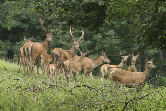 Red deer (Cervus elaphus), summer herd at mountain slope, Allgaeu, Germany