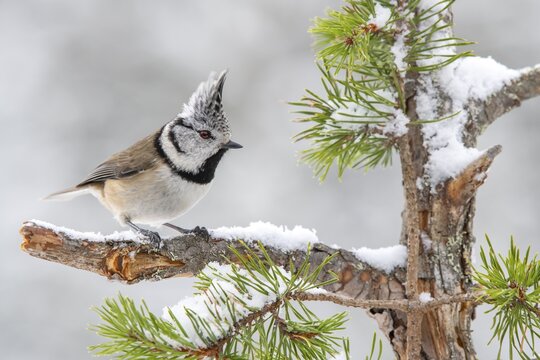 Crested tit (Parus cristatus), sitting on a branch, Terfens, Tyrol, Austria