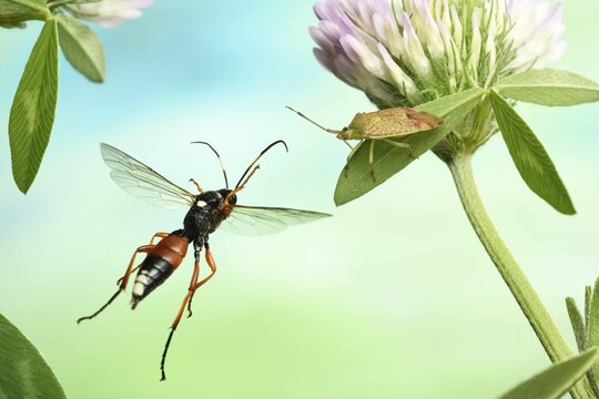 Ichneumon fly (Ichneumon sramentarius), in flight on flower of Red clover (Trifolium pratense), Germany