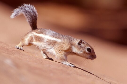 White-tailed Antelope Squirrel (Ammospermophilus leucurus), Arches National Park, Utah, USA