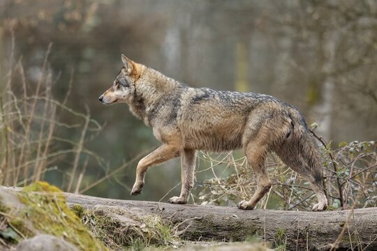 European gray wolf (Canis lupus) walking on a tree trunk, captive