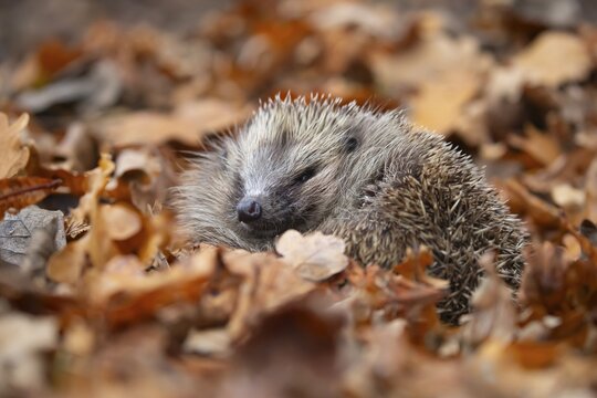 European hedgehog (Erinaceus europaeus) adult animal resting amongst fallen autumn leaves, England, United Kingdom