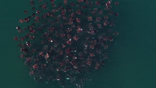 Large school of mobula rays leaps and dances in the clear waters of the Sea of Cortez in Baja California Sur, Mexico.