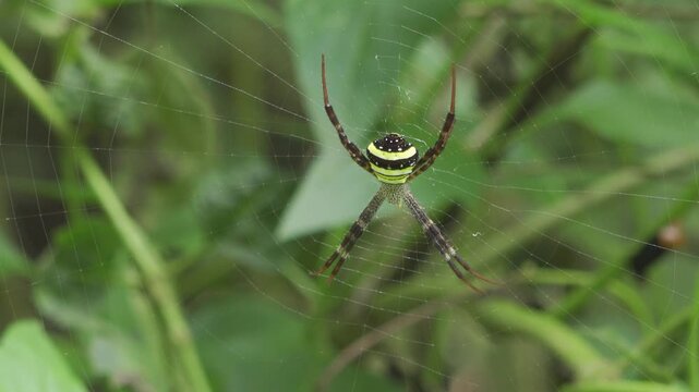 An adult female multicolored St. Andrew's cross spider (Argiope versicolor) sits motionless at the centre of its orb web in a lush Thai jungle. 