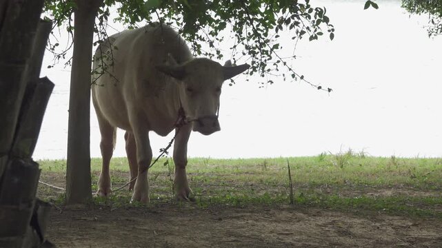 An adult albino water buffalo (Bubalus bubalis) stands under the shade of a leafy tree, sheltering from the intense tropical sun.