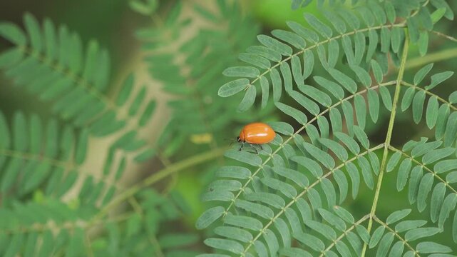 An adult orange ladybird beetle moves deliberately across a delicate green leaf in a tropical jungle habitat. The close-up 4K footage captures natural behavior as the insect explores the foliage, show