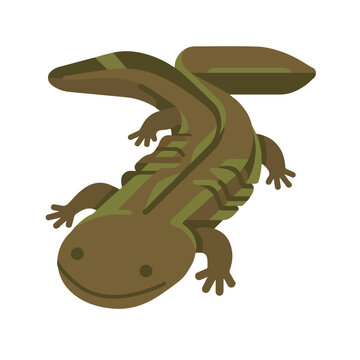 Ultra Flat Wrinkled Aquatic Hellbender Salamander Vector