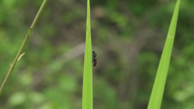 An adult black froghopper, Callitetrix versicolor, rests stationary and upright on a vibrant green grass blade in a Thai jungle. 
