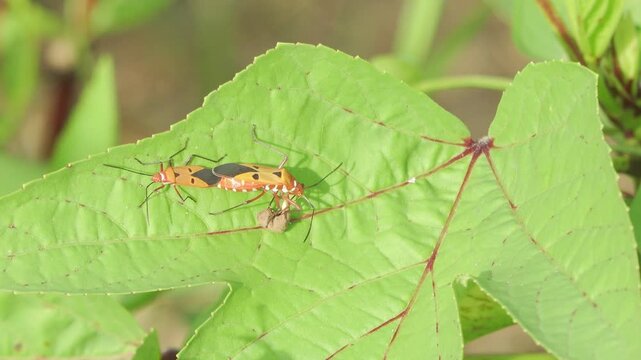 A mating pair of red cotton stainer bugs (Dysdercus cingulatus) on a bright green leaf in a tropical jungle environment.
