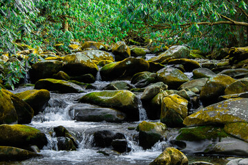 stream in the forest © Jacob