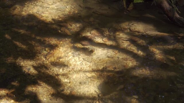 Dappled sunlight filters through the overhead canopy, creating shifting patterns of light and shadow on the water surface. 