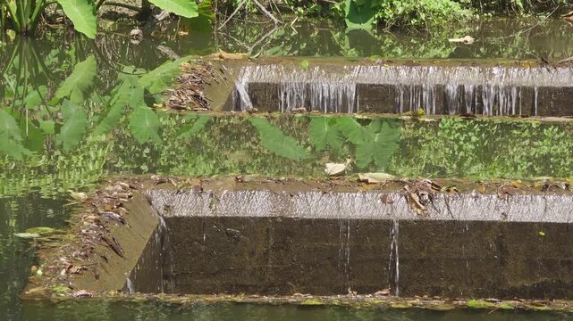 A medium-static view of fresh water gently flowing over a stepped concrete check dam in a humid tropical jungle.