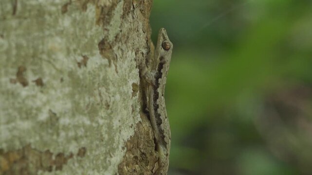 An adult Indopacific slender gecko, Hemiphyllodactylus typus, clings motionless to a mossy tree trunk in dense jungle habitat. The close-up 4K footage reveals its cryptic grey-brown coloration, distin