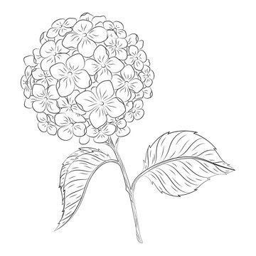 Hydrangeas flower drawing with petals, branches, and leaves. Botanical line art. Elegant black and white floral drawing.