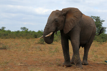 Fototapeta premium Afrikanischer Elefant / African elephant / Loxodonta africana