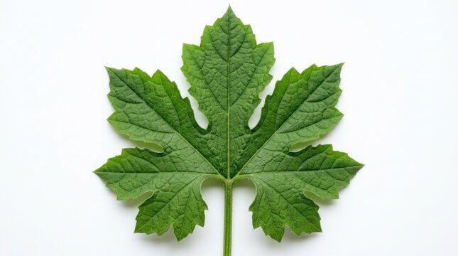 Green bitter gourd leaf texture shown on solid white background