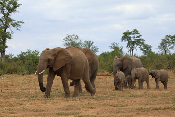 Fototapeta premium Afrikanischer Elefant / African elephant / Loxodonta africana