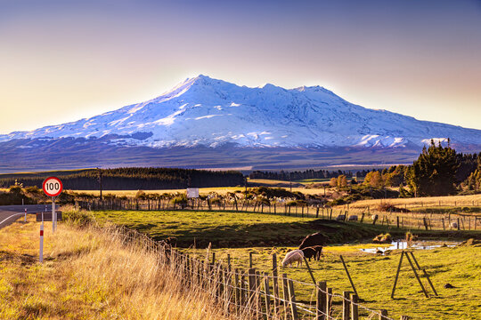 Mt Ruapehu, New Zealand, covered in winter snow. Golden late afternoon light. Sheep farm at Waiouru, State Highway 49 to Ohakune. NZ's largest active volcano. Tongariro National Park.
