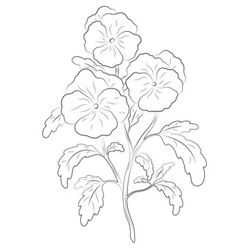 Pansy flower drawing with petals, branches, and leaves. Botanical line art. Elegant black and white floral drawing.