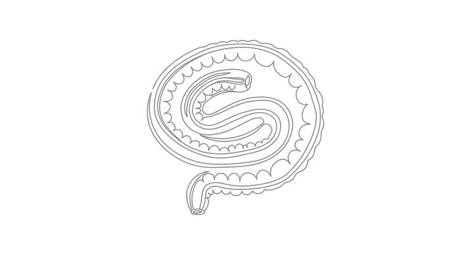 Parasitic Worm Anatomy Illustration - Intestine and Digestive System