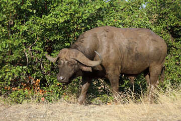 Fototapeta premium Kaffernbüffel / African buffalo / Syncerus caffer