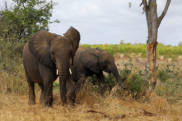 Fototapeta premium Afrikanischer Elefant / African elephant / Loxodonta africana