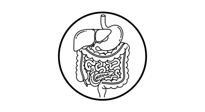 Human Digestive System Anatomy Outline Icon