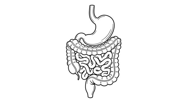 Human Digestive System Anatomy: Stomach, Small and Large Intestines - Black and White Line Drawing