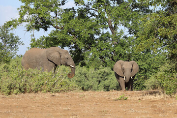 Fototapeta premium Afrikanischer Elefant / African elephant / Loxodonta africana