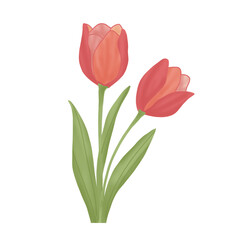 Fototapeta premium bouquet of pink tulips