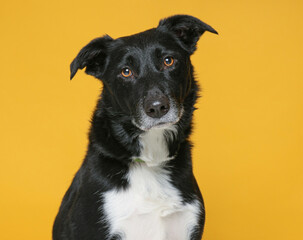 Obraz premium cute dog on an isolated background in a studio shot