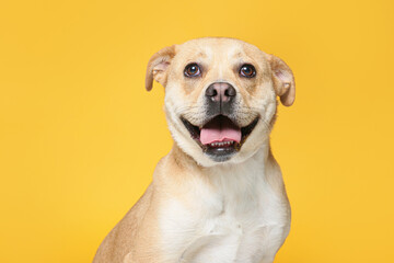 Obraz premium Studio photo of a cute dog in front of an isolated background 
