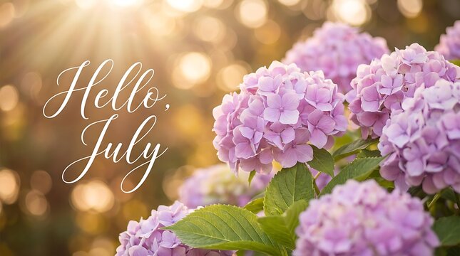 Hello july text on soft focus background of sunlit hydrangeas. Floral summer greeting for cards, invitations, or seasonal decoration, warm sunlight and blooming flowers.