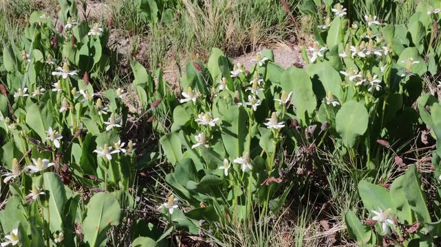 Yerba mansa, or lizard tail, grows near Upper Pahranagat Lake, on the White River in Pahranagat National Wildlife Refuge in Nevada
