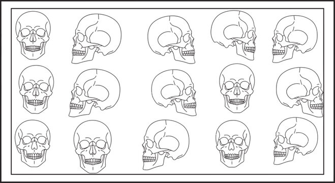 human skulls anatomy illustrations